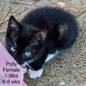 Rescue Domestic Short Hair Cats for Adoption in Austin, Texas - Unnecessary Copies | PetCurious