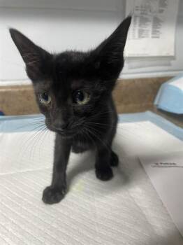 SUPERGIRL -  Domestic Short Hair Cat for Adoption in Tallahassee, Florida - SUPERGIRL | PetCurious