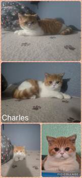 Charles -  British Shorthair Cat for Adoption in Newberg, Oregon - Charles | PetCurious