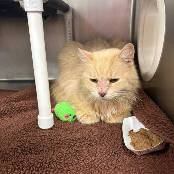 Marla -  Domestic Long Hair Cat for Adoption in West Palm Beach, Florida - Marla | PetCurious