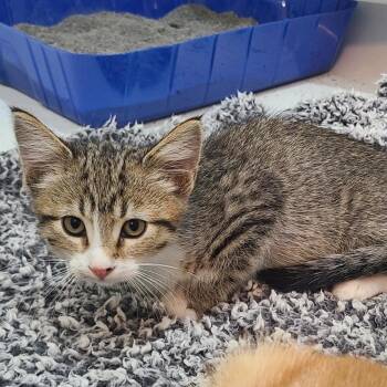 Lily -  Domestic Short Hair Cat for Adoption in Layton, Utah - Lily | PetCurious