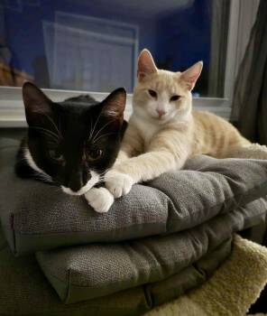 Rescue Domestic Short Hair Cats for Adoption in Seven Valleys, Pennsylvania - Sandy & Daisy | PetCurious