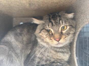 Domestic Short Hair Cats Available for Adoption in Rancho Cucamonga, California - CHURCH 1 | PetCurious