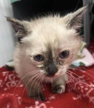 D.D Sanders -  Siamese Cat Available for Adoption in Park Row, Texas - D.D Sanders | PetCurious