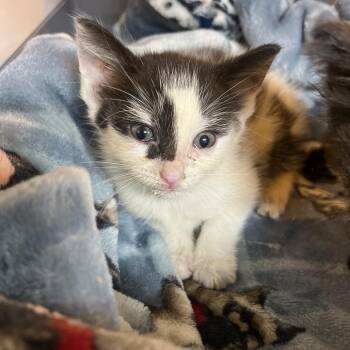 Brittany -  Domestic Short Hair Cat for Adoption in Mt. Juliet, Tennessee - Brittany | PetCurious