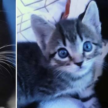 Rescue Domestic Short Hair Cats for Adoption in Austin, Texas - Inspector Clouseau | PetCurious