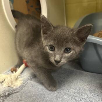 Stewart -  Domestic Short Hair Cat for Adoption in West Olive, Michigan - Stewart | PetCurious
