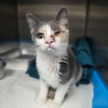 Rescue Domestic Short Hair Cats for Adoption in Fort Collins, Colorado - Mary Lou | PetCurious