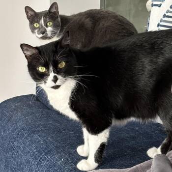 Daisy Duke -  Domestic Short Hair Cat Available for Adoption in Las Vegas, Nevada - Daisy Duke | PetCurious