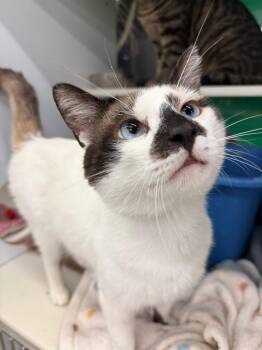 Carter -  Snowshoe and Siamese Cat for Adoption in Cleveland, Ohio - Carter | PetCurious