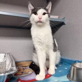 Pudding -  Domestic Short Hair Cat for Adoption in Waterloo, Iowa - Pudding | PetCurious