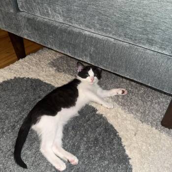 Clover 2 -  Domestic Short Hair Cat for Adoption - Clover 2 | PetCurious