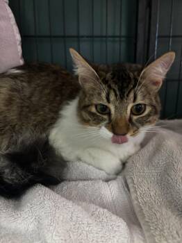 Domestic Long Hair Cats Available for Adoption in Virginia Beach, Virginia - Bunny | PetCurious