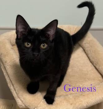 Genesis -  Domestic Short Hair Cat for Adoption in Longwood, Florida - Genesis | PetCurious