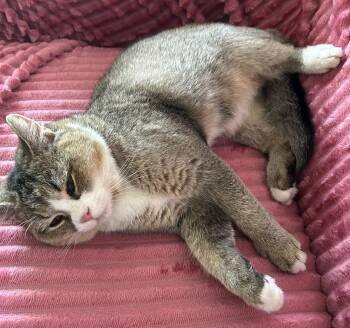 Rescue Domestic Short Hair Cats for Adoption in Snow Hill, Maryland - Tommy | PetCurious