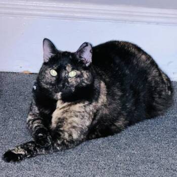 Domestic Short Hair and Mixed Breed Cats Available for Adoption in Philadelphia, Pennsylvania - Wind | PetCurious
