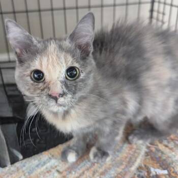 Jazz -  Domestic Short Hair Cat for Adoption in Ashland, Virginia - Jazz | PetCurious