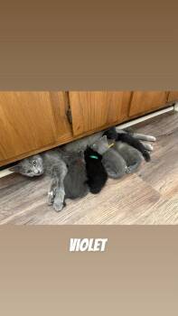 Dilute Tortoiseshell Cats Available for Adoption in Johnson City, Tennessee - Violet | PetCurious