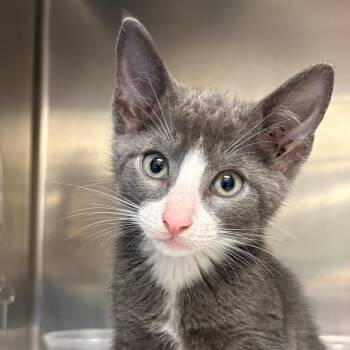Sequioa -  Domestic Short Hair Cat for Adoption in Milton, Florida - Sequioa | PetCurious