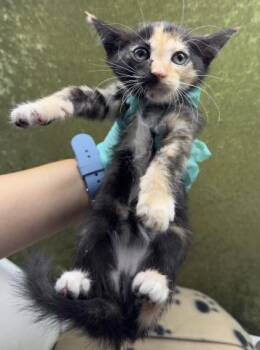 Domestic Short Hair Cats Available for Adoption in Riverside, California - NIGIRI | PetCurious