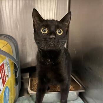 Baugher 1 (Leslie) -  Domestic Short Hair Cat for Adoption in Windsor, Virginia - Baugher 1 (Leslie) | PetCurious
