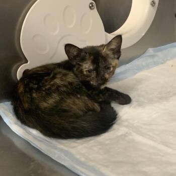 Strawberry -  Domestic Short Hair Cat for Adoption in West Palm Beach, Florida - Strawberry | PetCurious