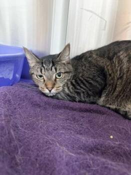 Raphael -  Domestic Short Hair Cat for Adoption in Westland, Michigan - Raphael | PetCurious