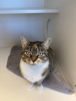 Rescue Domestic Short Hair Cats for Adoption in Greenfield, Indiana - Cheerio | PetCurious