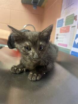SALEM -  Domestic Short Hair Cat for Adoption in Columbia, South Carolina - SALEM | PetCurious