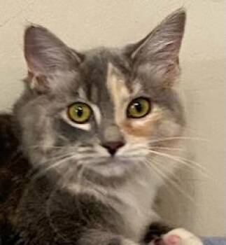 KITTEN PEBBLES -  Dilute Calico Cat for Adoption in Franklin, Tennessee - KITTEN PEBBLES | PetCurious