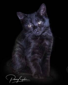 Paca -  Domestic Short Hair Cat for Adoption in Belton, Missouri - Paca | PetCurious