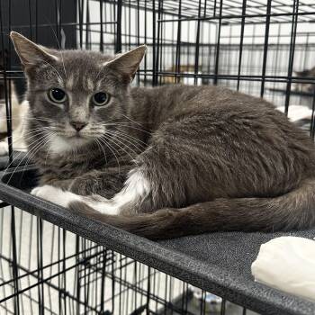 Domestic Short Hair Cats Available for Adoption in Youngstown, Ohio - Muffin | PetCurious