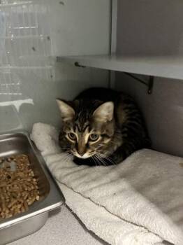 * Mrs. Nesbit* -  Domestic Short Hair Cat for Adoption in Salt Lake City, Utah - * Mrs. Nesbit* | PetCurious
