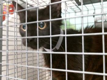 Domestic Long Hair and Domestic Short Hair Cats Available for Adoption in Houston, Texas - MARITZA | PetCurious