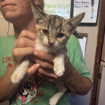 Shelby -  Domestic Short Hair Cat for Adoption in Stephenville, Texas - Shelby | PetCurious