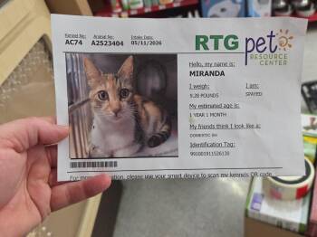 Miranda -  Domestic Short Hair Cat for Adoption in Town 