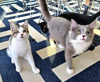 Domestic Short Hair Cats Available for Adoption - Daphne And Hansi (bonded Pair) | PetCurious