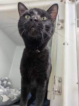 Rescue Domestic Short Hair Cats for Adoption in Cumming, Georgia - Hamburger 964-25 | PetCurious