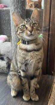 Cleo -  Domestic Short Hair Cat for Adoption in Momence, Illinois - Cleo | PetCurious