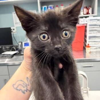 Ming-Ming the Duckling -  Domestic Short Hair Cat for Adoption in Greensboro, North Carolina - Ming-Ming The Duckling | PetCurious