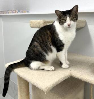 Domestic Short Hair Cats Available for Adoption in Venice, Florida - Lucy | PetCurious