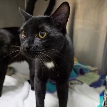 Tao (Lincoln 5) -  Domestic Short Hair Cat for Adoption in Briarcliff Manor, New York - Tao (Lincoln 5) | PetCurious