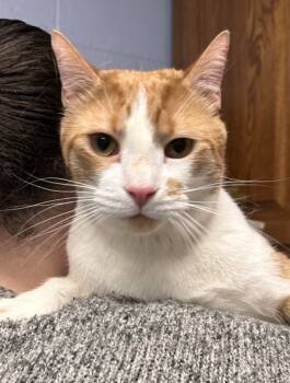 Rescue Domestic Short Hair Cats for Adoption in Lowell, Massachusetts - Saffron | PetCurious