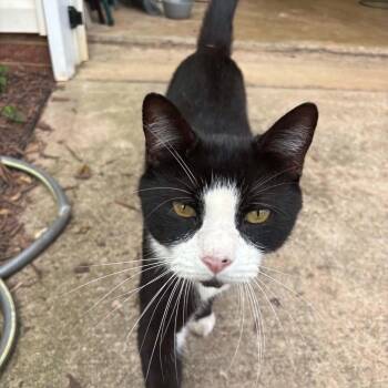 Shadow -  Domestic Short Hair Cat for Adoption in Powdersville, South Carolina - Shadow | PetCurious