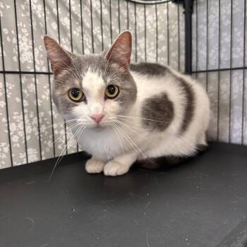 Domestic Short Hair Cats Available for Adoption in Chippewa Falls, Wisconsin - Pinecone | PetCurious