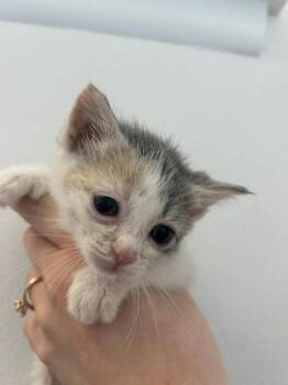 Nutmeg -  Domestic Short Hair Cat for Adoption in Mustang, Oklahoma - Nutmeg | PetCurious