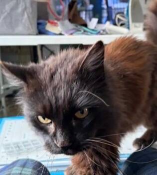 Domestic Long Hair Cats Available for Adoption - Jacobe | PetCurious