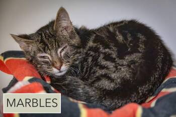 Tabby Cats Available for Adoption - Marbles (FCID# 02/05/2026 - 52) | PetCurious