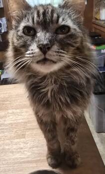 Rescue Dilute Tortoiseshell Cats for Adoption in Lawrenceville, Georgia - Caviar | PetCurious