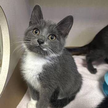 Bear -  Domestic Short Hair Cat for Adoption in Wantagh, New York - Bear | PetCurious